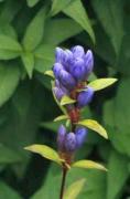 Gentiana makinoi